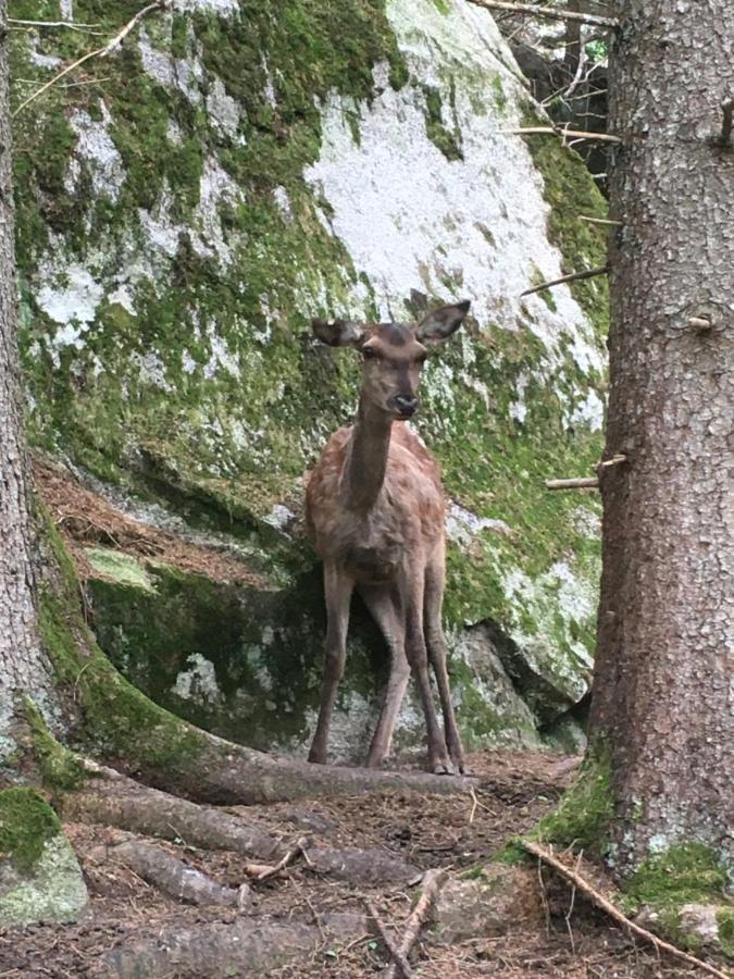 Appartamento Sul cucuzzolo Marilleva Esterno foto