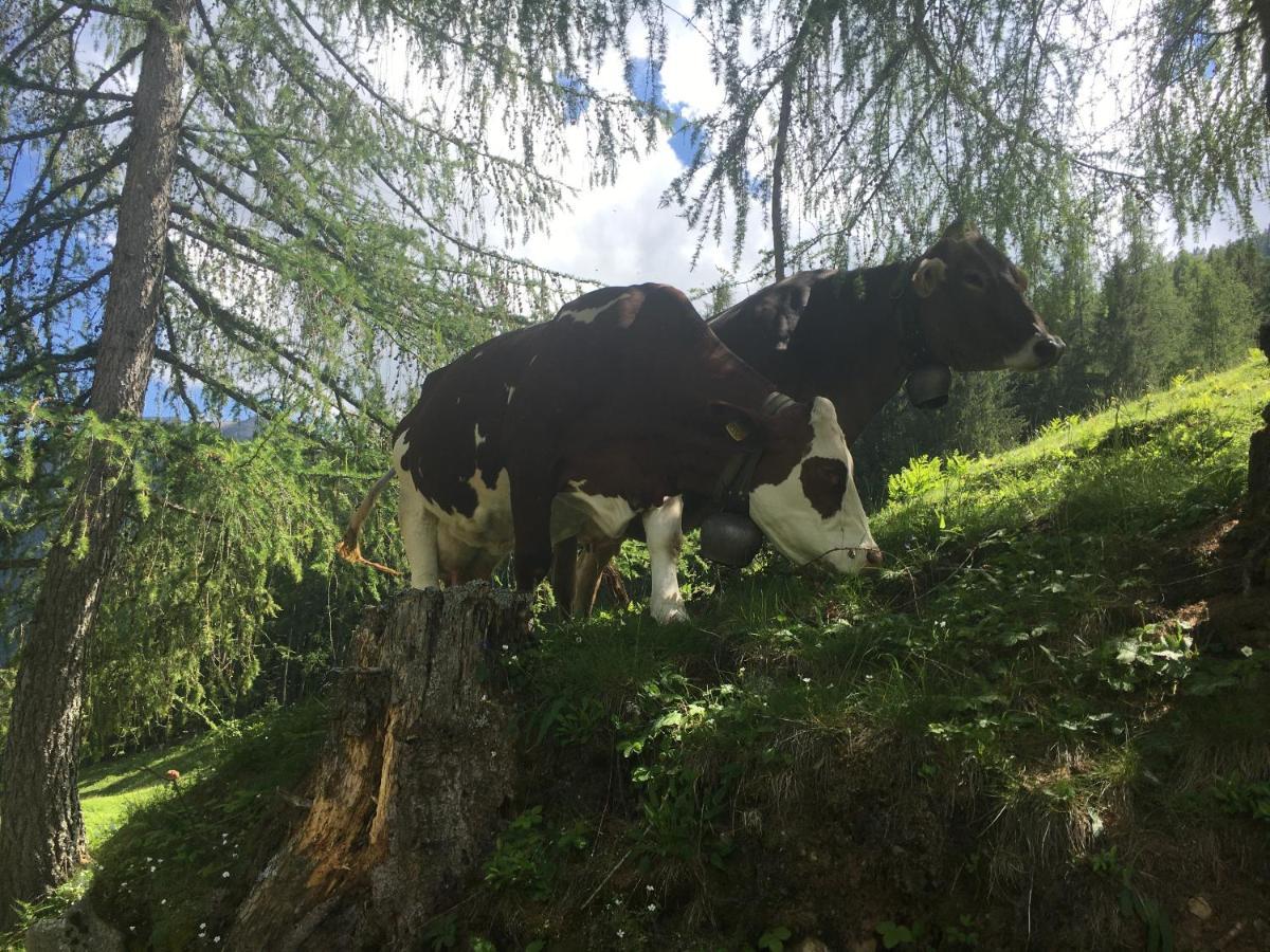 Appartamento Sul cucuzzolo Marilleva Esterno foto
